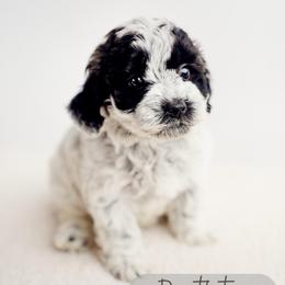 Resolution - Parti female Goldendoodle puppy in Athens, Alabama from Brewing Doodles