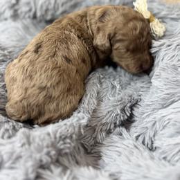 Solara- Purple Collar - Chocolate merle female Bernedoodle puppy in Oak Hills, California from High Desert Doodles
