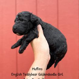 Muffins English Teddybear - Black female Goldendoodle puppy in Grove, Oklahoma from Guinn Family Farms