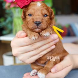 Jubilee - Red  female Goldendoodle puppy in Salado, Texas from Red Ranch Dogs