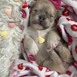 French Bulldog Puppies from Cortney’s Frenchie Farm