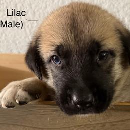 Lilac - Fawn male Anatolian Shepherd Dog puppy in Winter Haven, Florida from Karen's Anatolian Shepherd Dogs