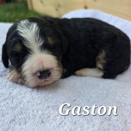 Gaston - Tri-color male Bernedoodle puppy in Blackfoot, Idaho from Draper Mountain Doodles