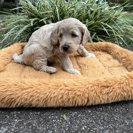 Squash (yellow collar) - Apricot male Goldendoodle puppy in Mint Hill, North Carolina from Freshly Minted Goldendoodles