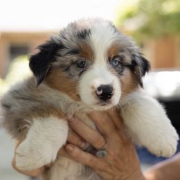 Peaches - Blue merle female Australian Shepherd puppy in Tulsa, Oklahoma from Mad Ranch