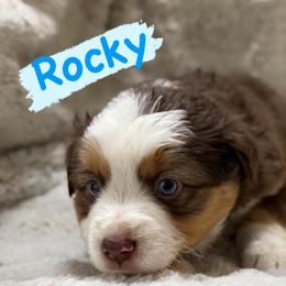 Rocky - Red tri male Miniature Australian Shepherd puppy in South Central, Pennsylvania from Windy Hills Mini Aussies & Doodles