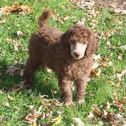 Poodle Puppies from RK'S Pets
