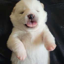 Titan - Cream Shiba Inu puppy in Osceola, Iowa from Jordan's Shiba Inu