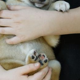 Shiba Inu Puppies from Veronika's Shiba Inus