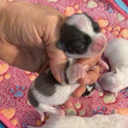 Girl 2 - Blue and white female Chihuahua puppy in Summerfield, Florida from Uey’s Chihuahuas