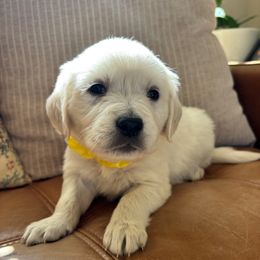 Mars (yellow) - Light golden female Golden Retriever puppy in Pahrump, Nevada from Southern Nevada Goldens