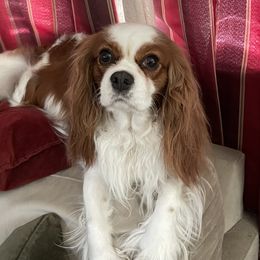 Cavalier King Charles Spaniels from Carels Cavaliers