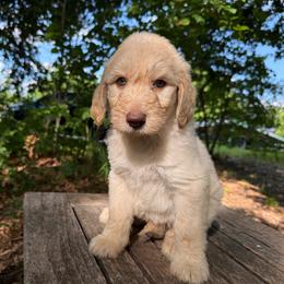 George - Cream male Goldendoodle puppy in Heath, Texas from Doodles Divine