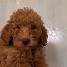 Georgia - Red  female Goldendoodle puppy in The Woodlands, Texas from Hula & Oliver Co.
