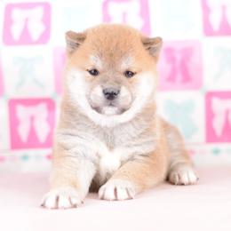 Kaya -FULL AKC REGISTRATION- - Red female Shiba Inu puppy in Neosho, Missouri from Kenny Cave K9s
