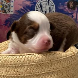 Myrtle - Red tri female Miniature Australian Shepherd puppy in California, Kentucky from Sonlight Ridge Aussies