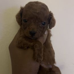 Theo - Red  male Poodle puppy in Long Island, New York from Minipaws kennel