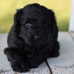 Piper - Black male Whoodle puppy in West Bend, Iowa from Blue Skies Terriers