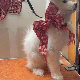 Samoyed Puppies from Better’s Samoyeds