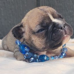 Light pink - Fawn female French Bulldog puppy in Puyallup, Washington from Ohana Bulldogs PNW
