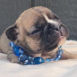 Light pink - Fawn female French Bulldog puppy in Puyallup, Washington from Ohana Bulldogs PNW