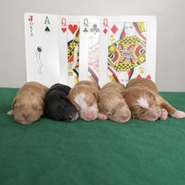 Diamond - Red  female Goldendoodle puppy in Clinton, Utah from Golden Law Kennels