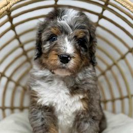 Maverick - Blue merle male Bernedoodle puppy in Sterling, Colorado from North 40 Doodles