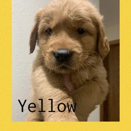 Boy 4 - Dark golden male Golden Retriever puppy in Mountain Home, Idaho from Poppy's Garden Golden Retrievers