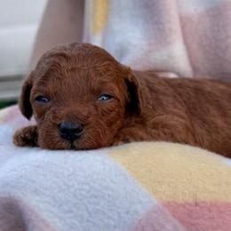Willy - Red  male Poodle puppy in Labelle, Florida from RomLein Poodle
