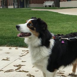 Rue - Australian Shepherd