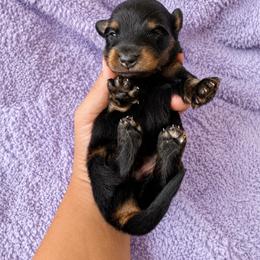 Orion - Black and tan male Dachshund puppy in Venice, Florida from Crowline Kennels