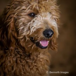 Bruiser - Goldendoodle