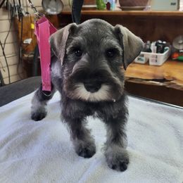 Miniature Schnauzer Puppies from NM Schnauzer Minis