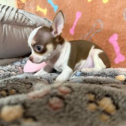 Poppi - Chocolate and white male Chihuahua puppy in Pounding  Mill, Virginia from Rosa's Chihuahuas