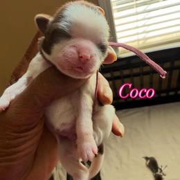 Coco - Liver and white female Shih Tzu puppy in Cordova, Tennessee from TrueLine kennels