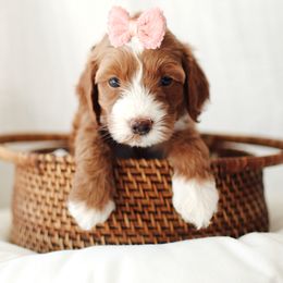 Orange Girl - Red  female Goldendoodle puppy in Rio Linda, California from GoldendoodlePaw