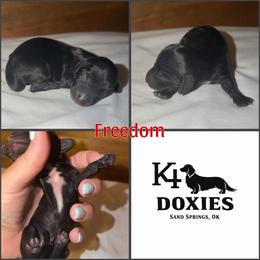 Freedom - Black male Dachshund puppy in Tulsa, Oklahoma from K4 Doxies