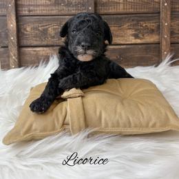 Licorice - Black male Poodle puppy in from Pink Poodles and Doodles