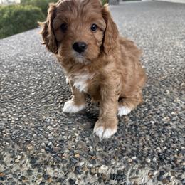 Cavapoo Puppies from Columbia Basin Puppies