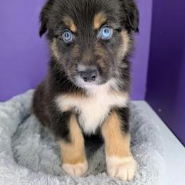 Jasmine3Boy7- BTM,NBT, blue eyes likely, CHIC-OFA-DNA-AKC Titled Parents - Black tri-color male Australian Shepherd puppy in South Hill, Virginia from Silverside Aussies LLC