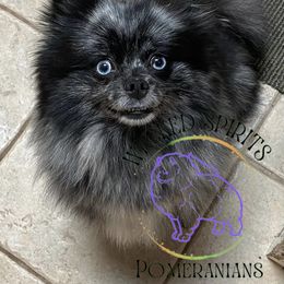 Tudie - Pomeranian