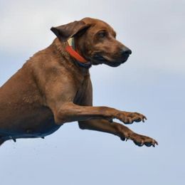 Redbone Coonhounds from Morris’s redbones