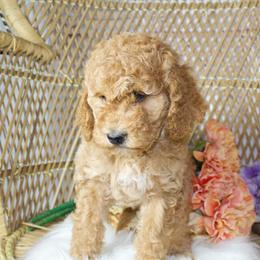 Turquoise Girl - Red  female Goldendoodle puppy in Belgreen, Alabama from Scott’s Farm Poodles and Doodles