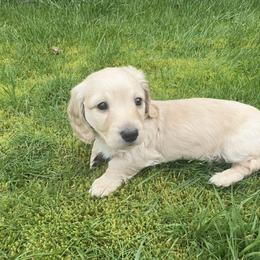 2nd Born ee Cream - Cream male Dachshund puppy in Rochester, Washington from Curtiss Dachshunds