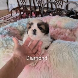 Diamond - Red and white female Shih Tzu puppy in Pleasant Hill, Missouri from Misty Dajavue Shih-Tzu