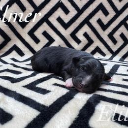 Elmer - Black tri male Miniature Australian Shepherd puppy in Corpus Christi, Texas from Elite Miniature Australian Shepherds