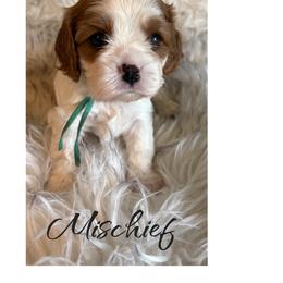 Myschief - Blenheim male Cavalier King Charles Spaniel puppy in Mystic Islands, New Jersey from Mystic Cavaliers LLC