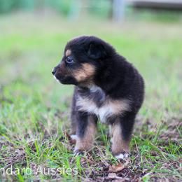 Java - Black tri-color female Australian Shepherd puppy in Stephenville, Texas from AW Standard Aussies
