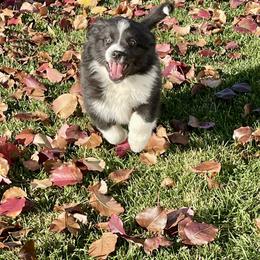 Michelangelo - Black & white male Miniature Australian Shepherd puppy in California from Eagle River Aussies