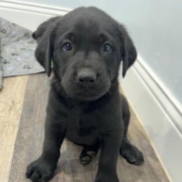 Spud - Black male Labrador Retriever puppy in Richfield, Utah from Stormy River Retrievers